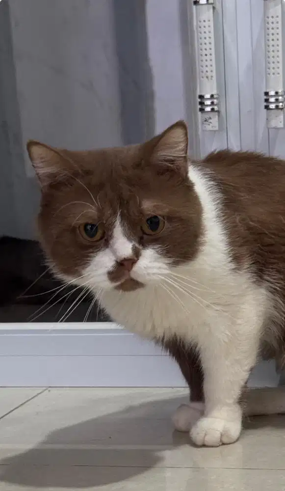 Kucing BSH Cinnamon