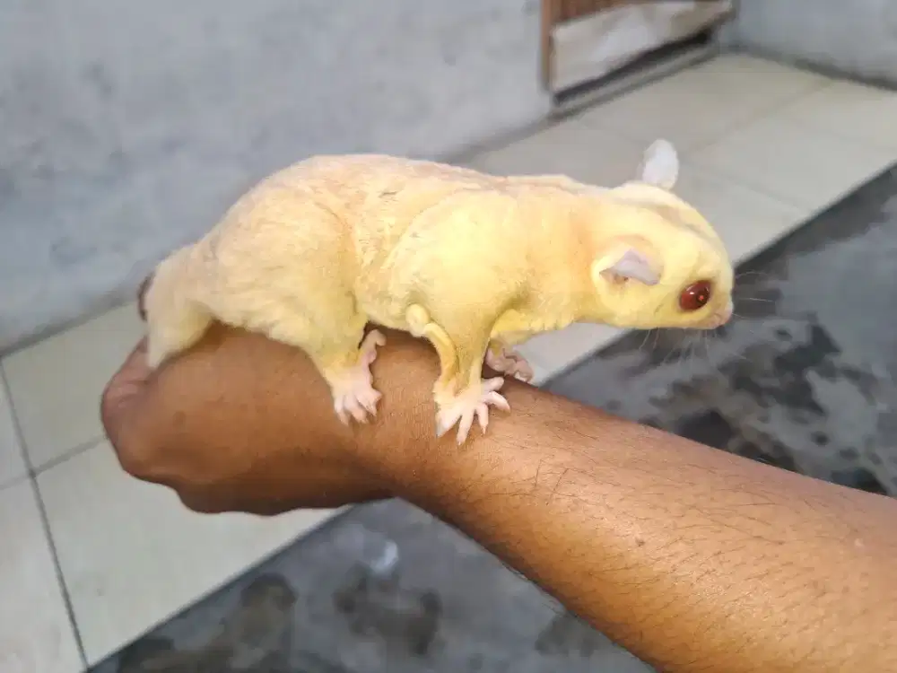 Sugar glider indukan proven