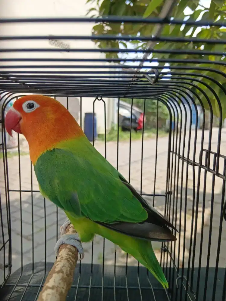 Lovebird Biola Green Jantan Dewasa Warna Bersih.