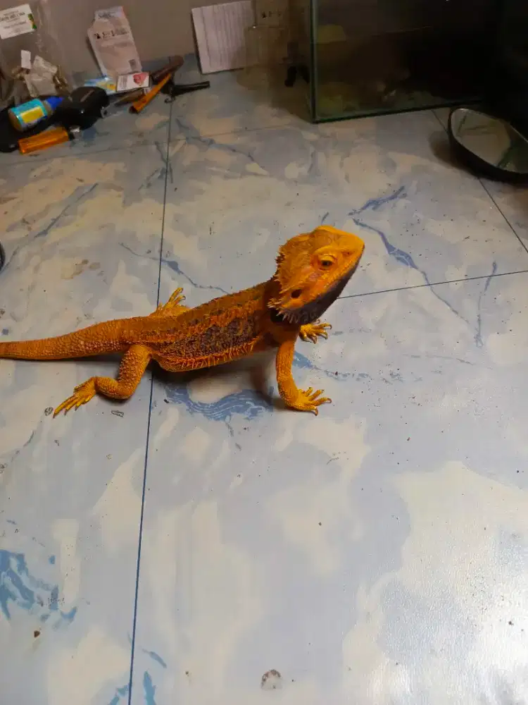 bearded dragon jinak rawatan dari baby