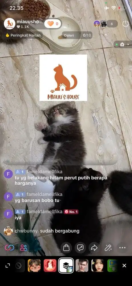 KITTEN PERSIA LONGHAIR