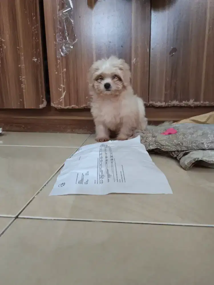 Jual Anakan Anjing Shihtzu