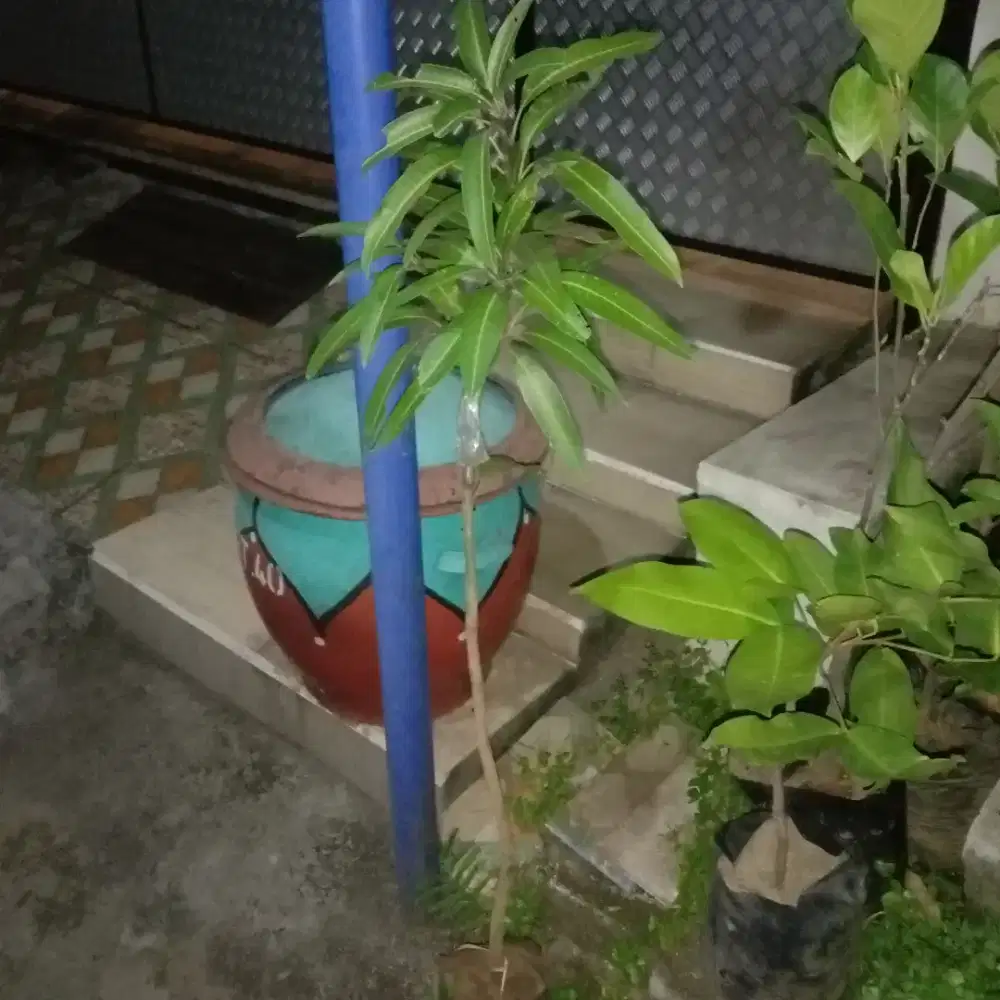 Jam tangan pria
