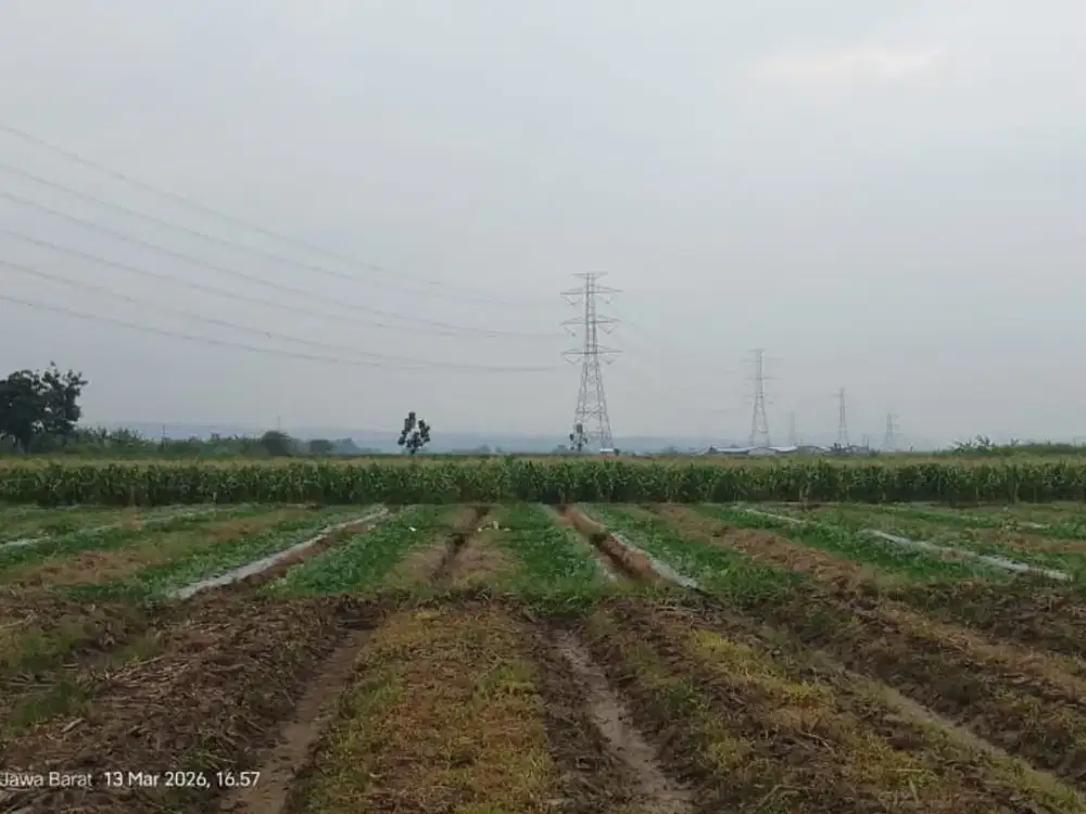 Dijual Tanah Sawah Susukan Agung Cirebon Cocok Untuk Pertanian