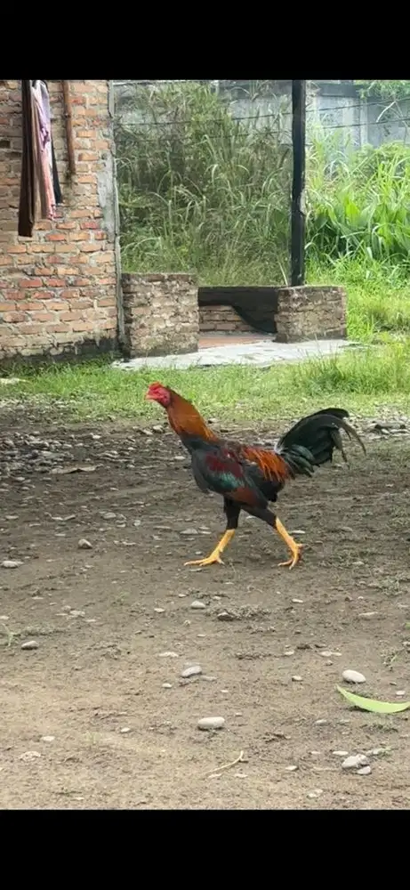 AYAM SIAM KAMPUNG