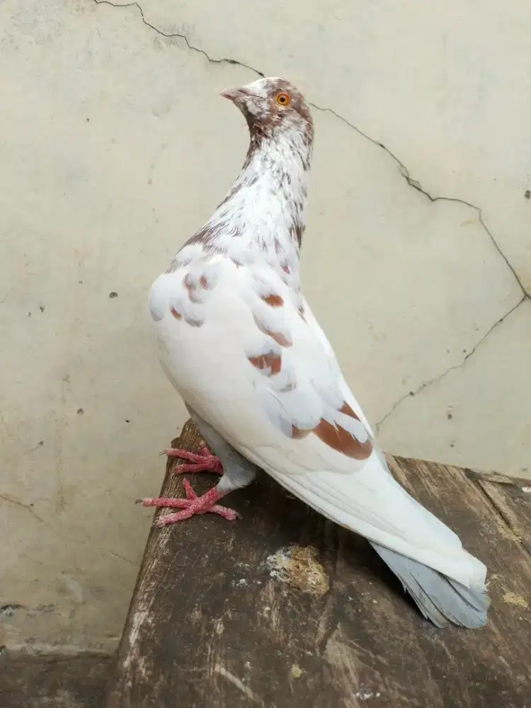 Burung dara merpati tinggian