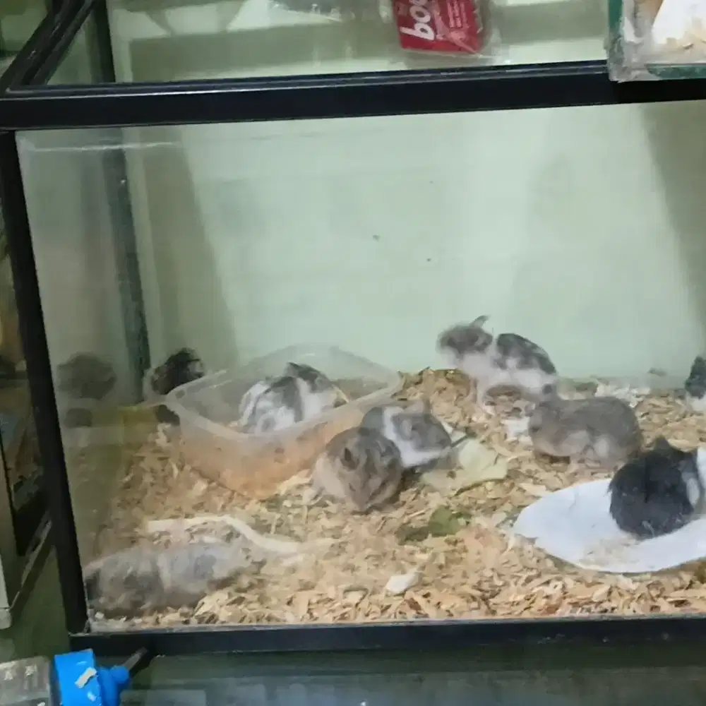 Hamster chambel