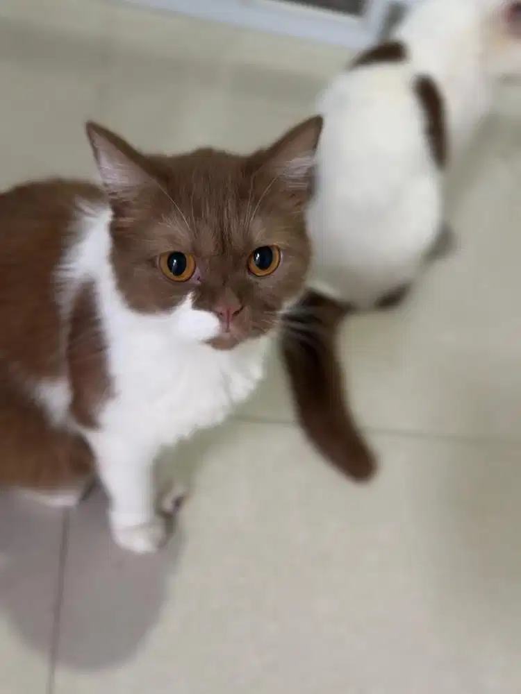 Kucing BSH Cinnamon