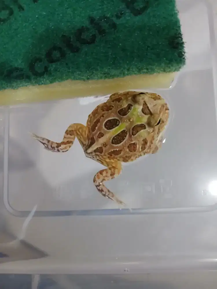 Pacman frog ( KATAK HIAS )