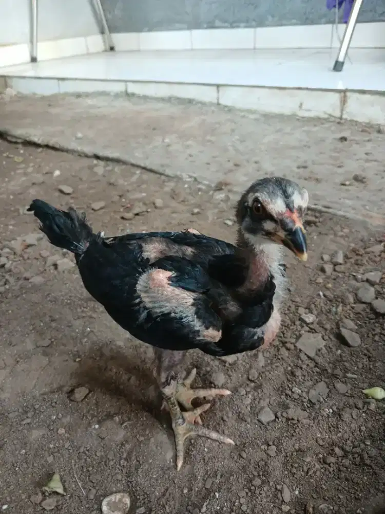 Anakan ayam pama ciledug