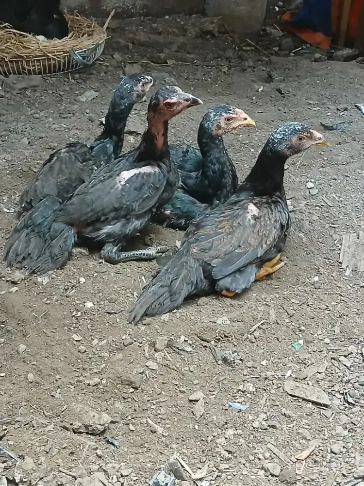 Anakan ayam pama ciledug