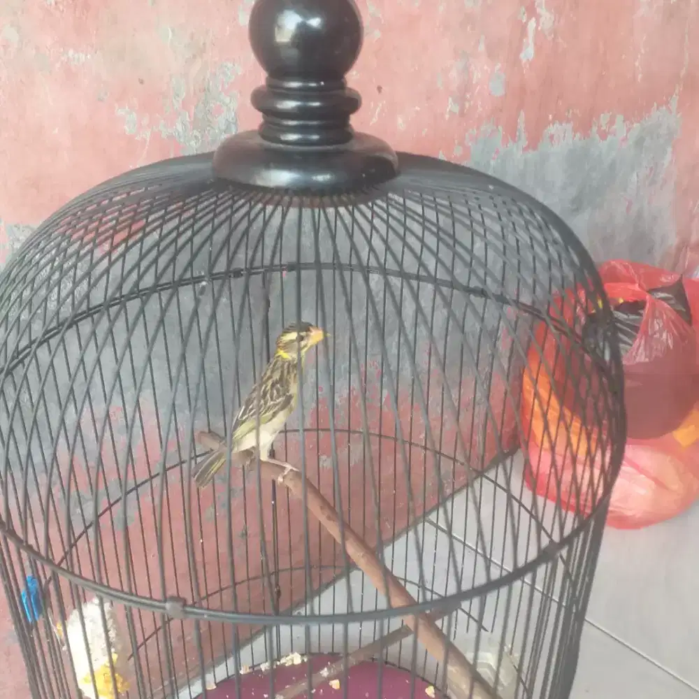 Burung manyar trotol