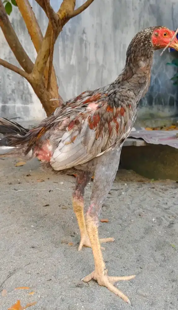Ayam Khoy muda ..
