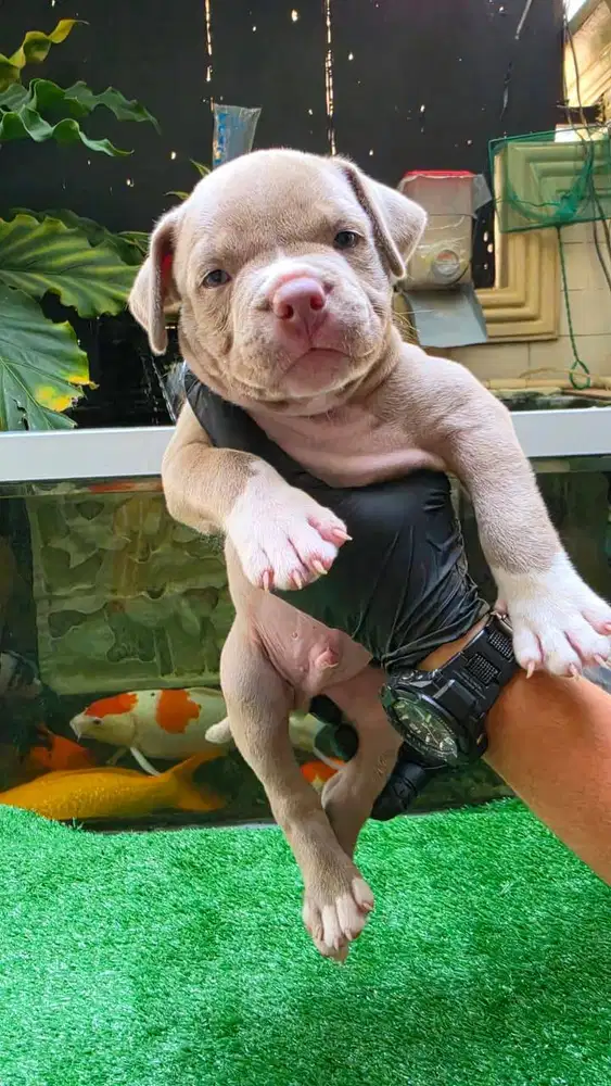 Dijual Anak Anjing American Bully Puppies Pocket Jantan (Jack d)