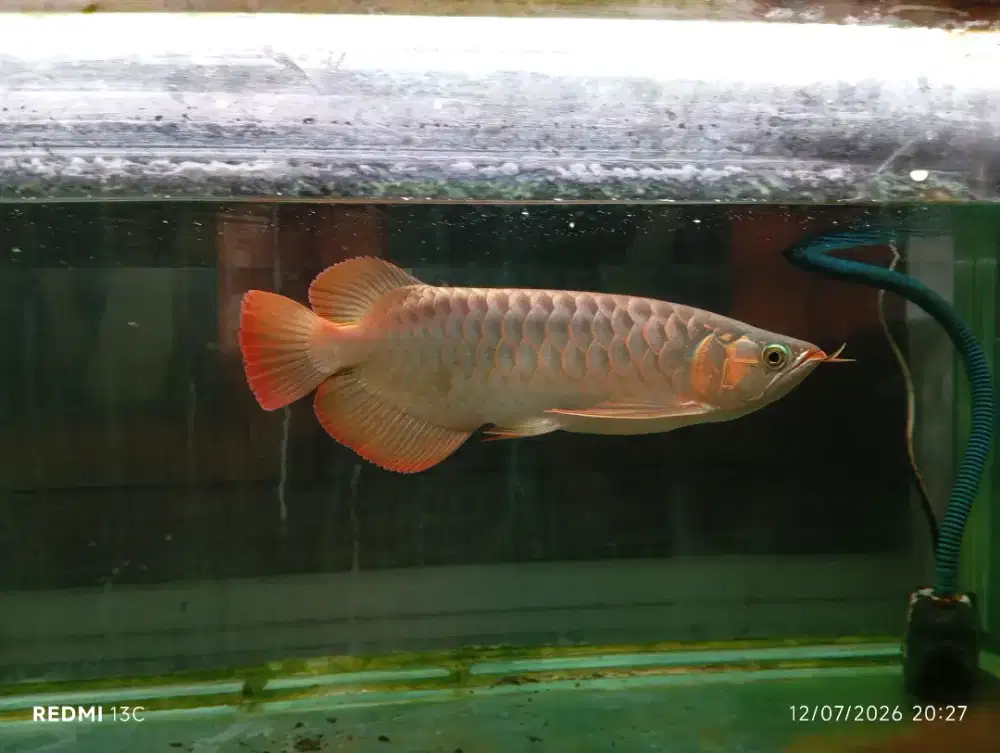 Ikan arwana super red