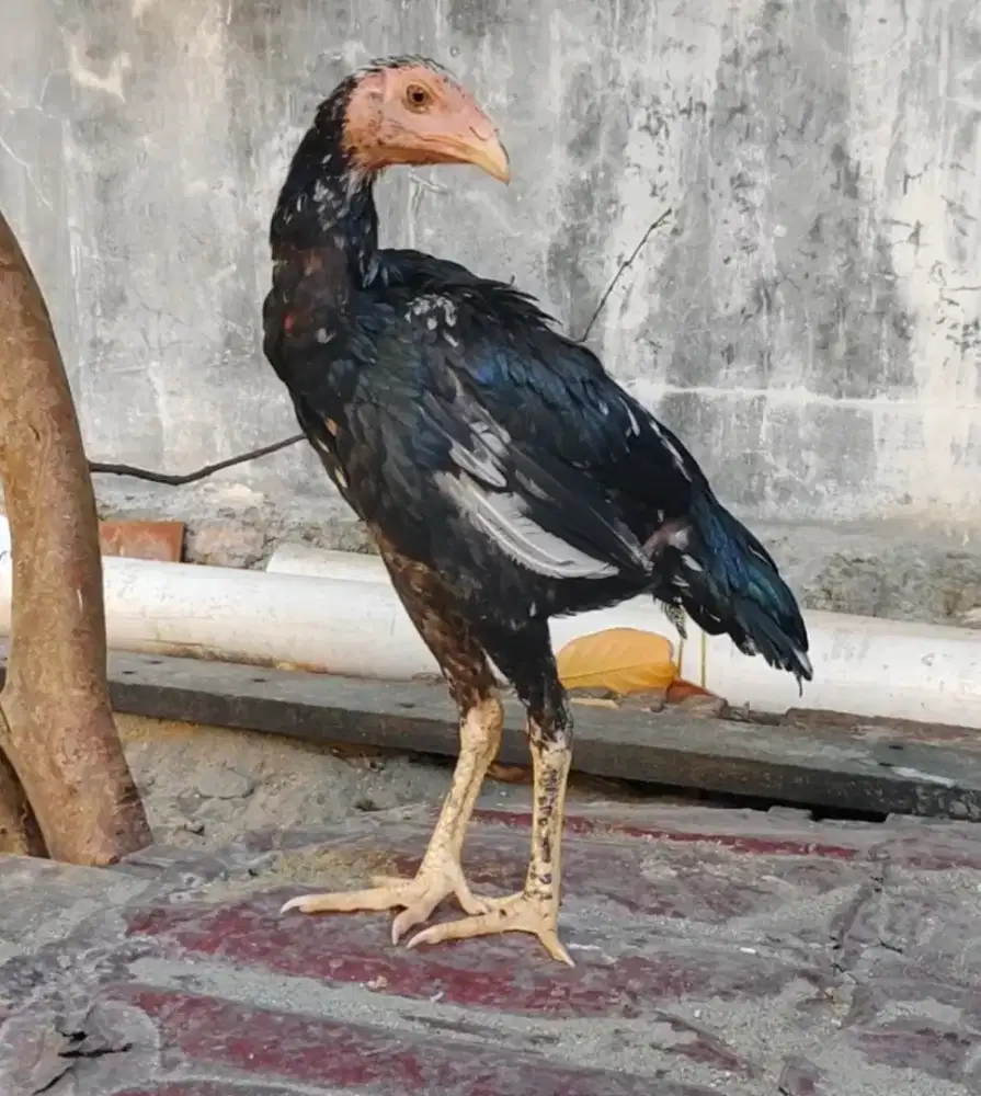 Ayam betina khoytrad
