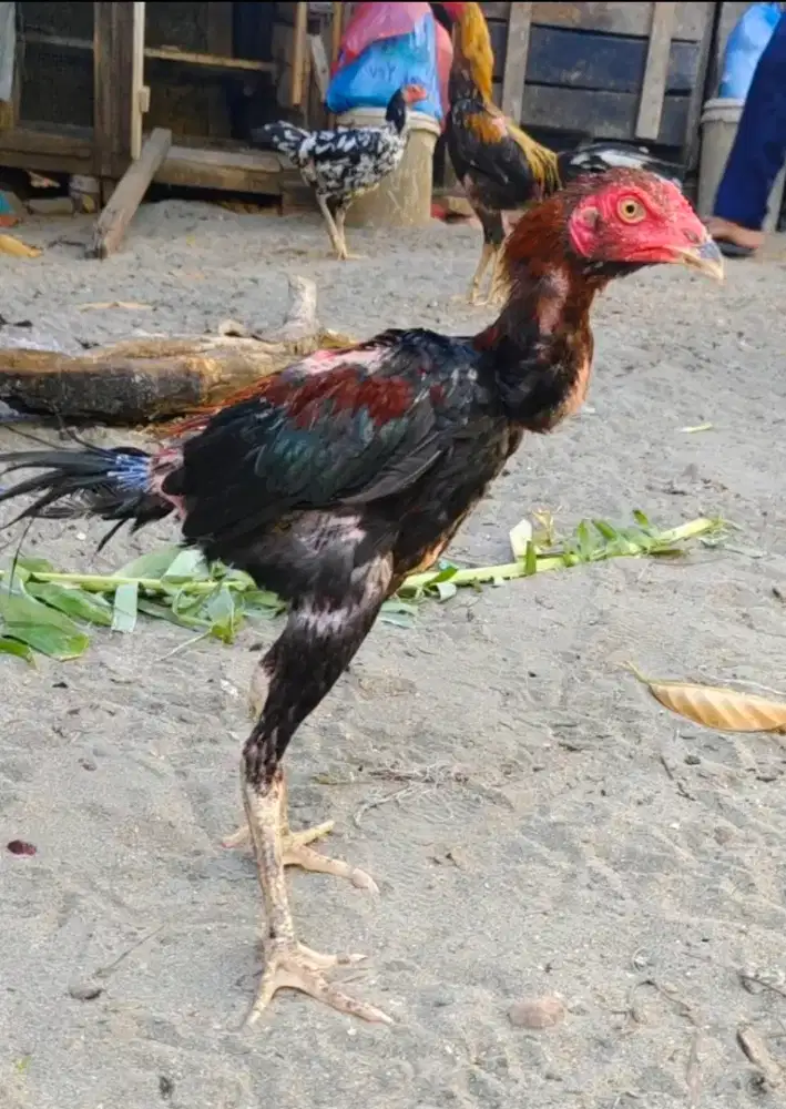 Ayam siam thailand