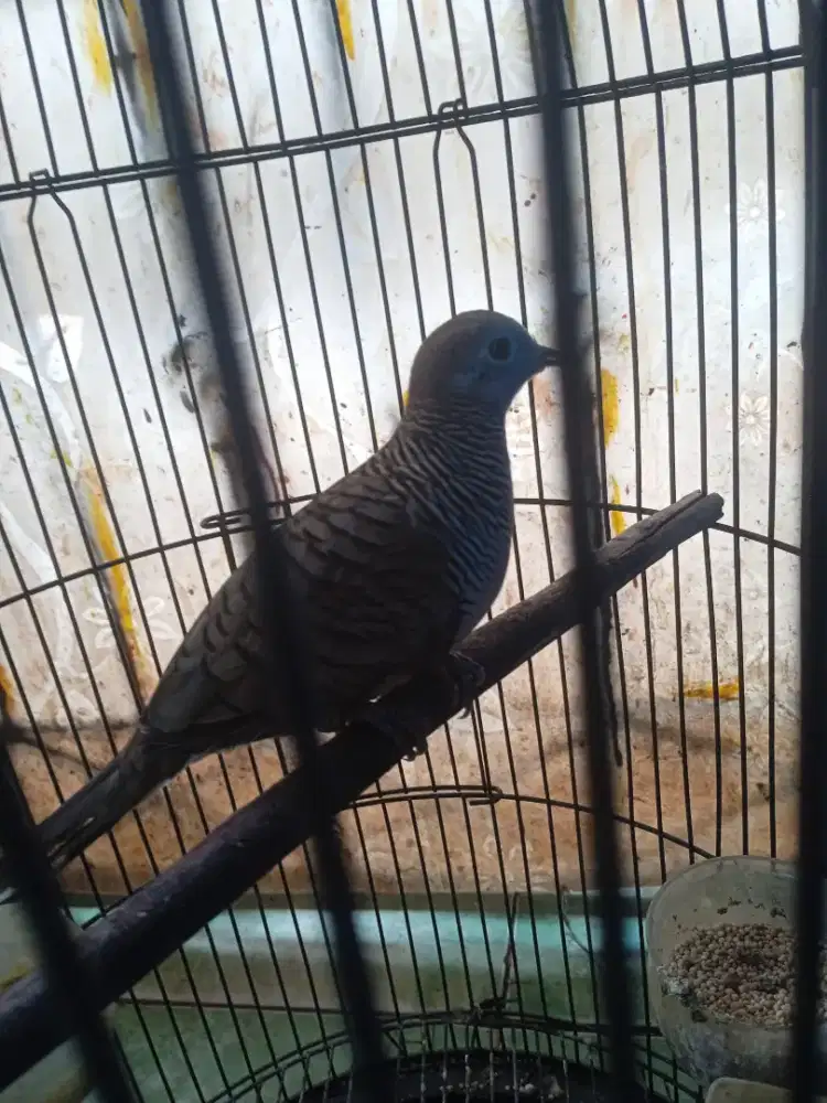 Burung perkutut Bangkok betina