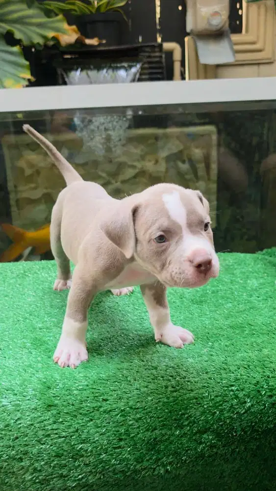 Dijual Anak Anjing American Bully Puppies Pocket Jantan (Hugo)