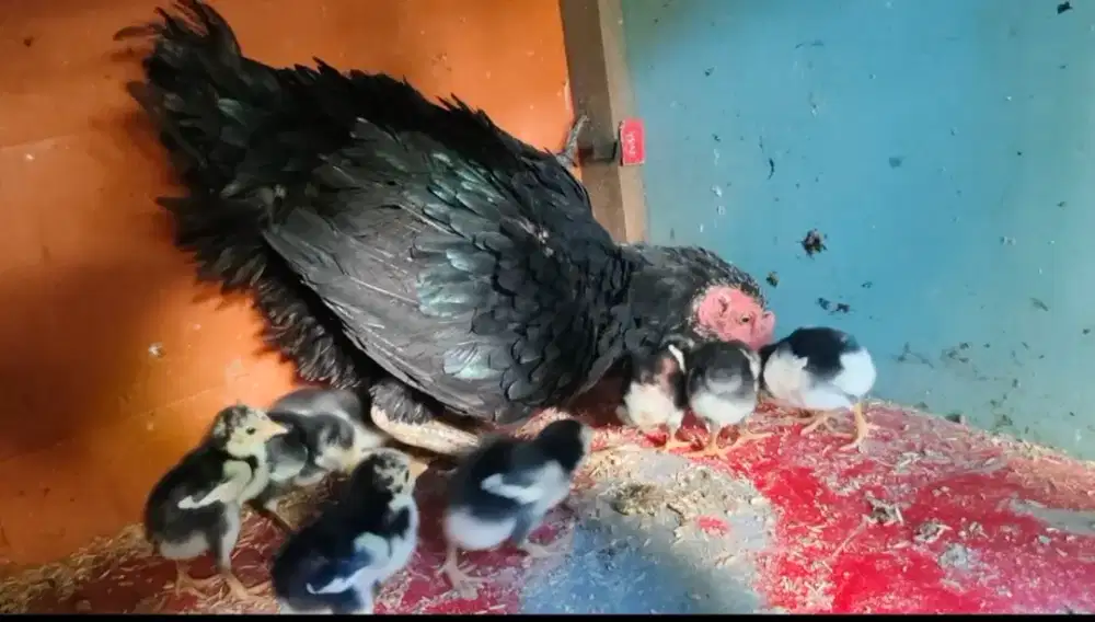 Anak ayam Khoytrad