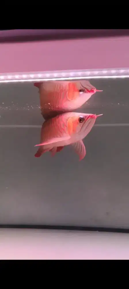 Ikan Arwana Super red 45cm
