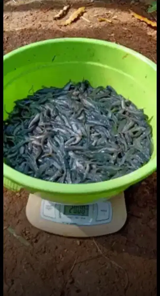 Bibit lele Sangkuriang