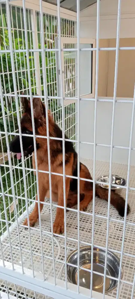 kandang hewan custom anjing kucing big size XXXL