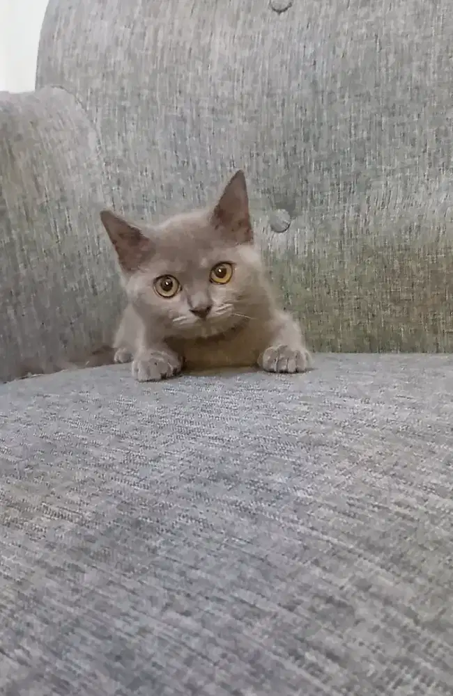 BRITISH SHORTHAIR / BSH BLUE