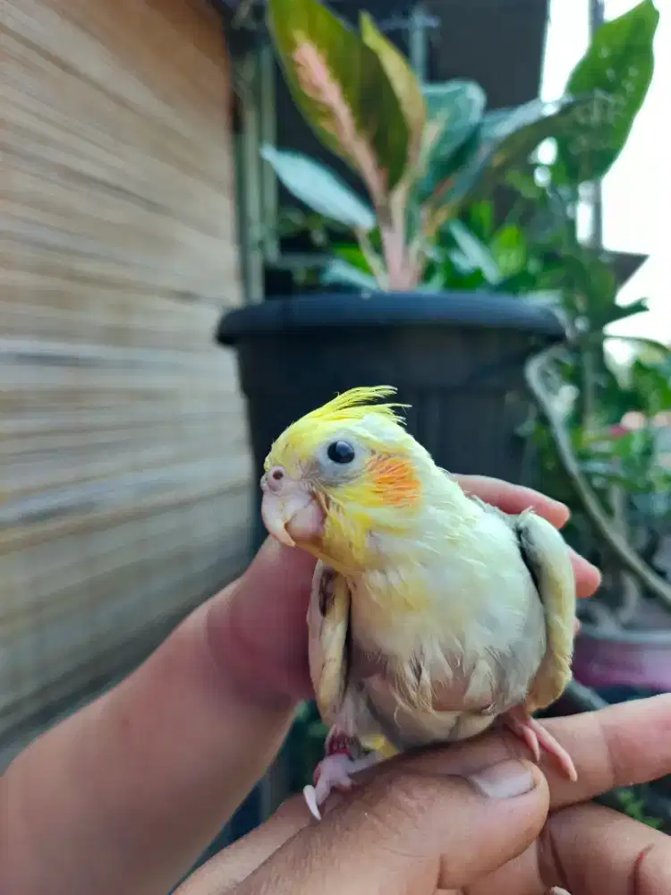 Burung falk jinak
