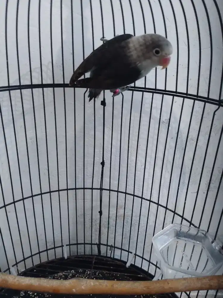 LB Paud Batman Fischeri Fulset