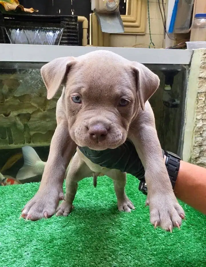 Dijual Anak Anjing American Bully Puppies Pocket Betina (Tquila)
