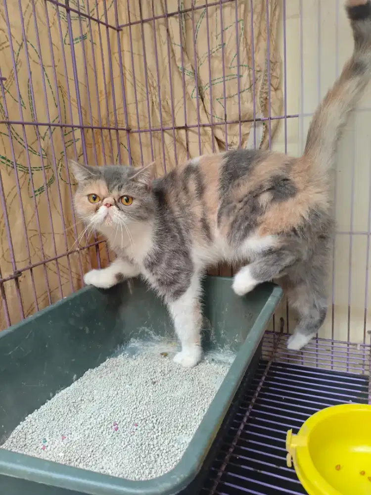 Peaknose Betina 8 Bulan
