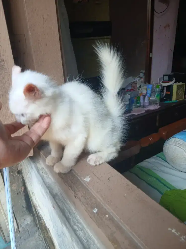 Kitten persian mixdom jantan