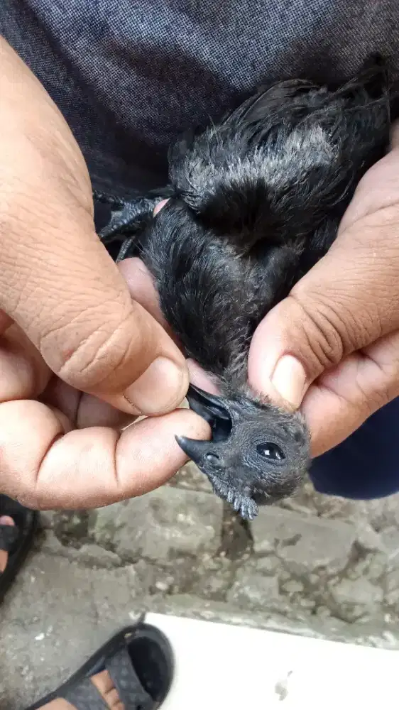 Ayam cemani  lidah hitam