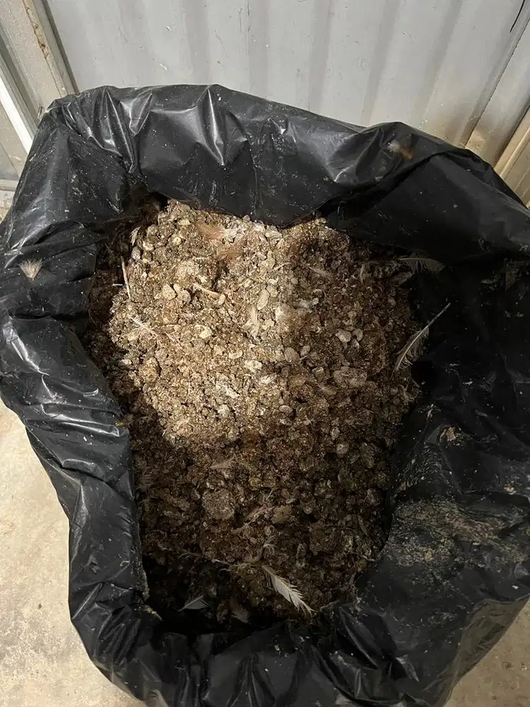 Kotoran ayam petelur kering