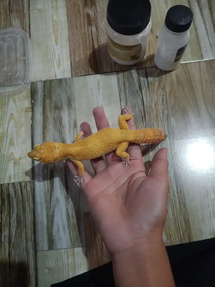Gecko sehat dan aktif