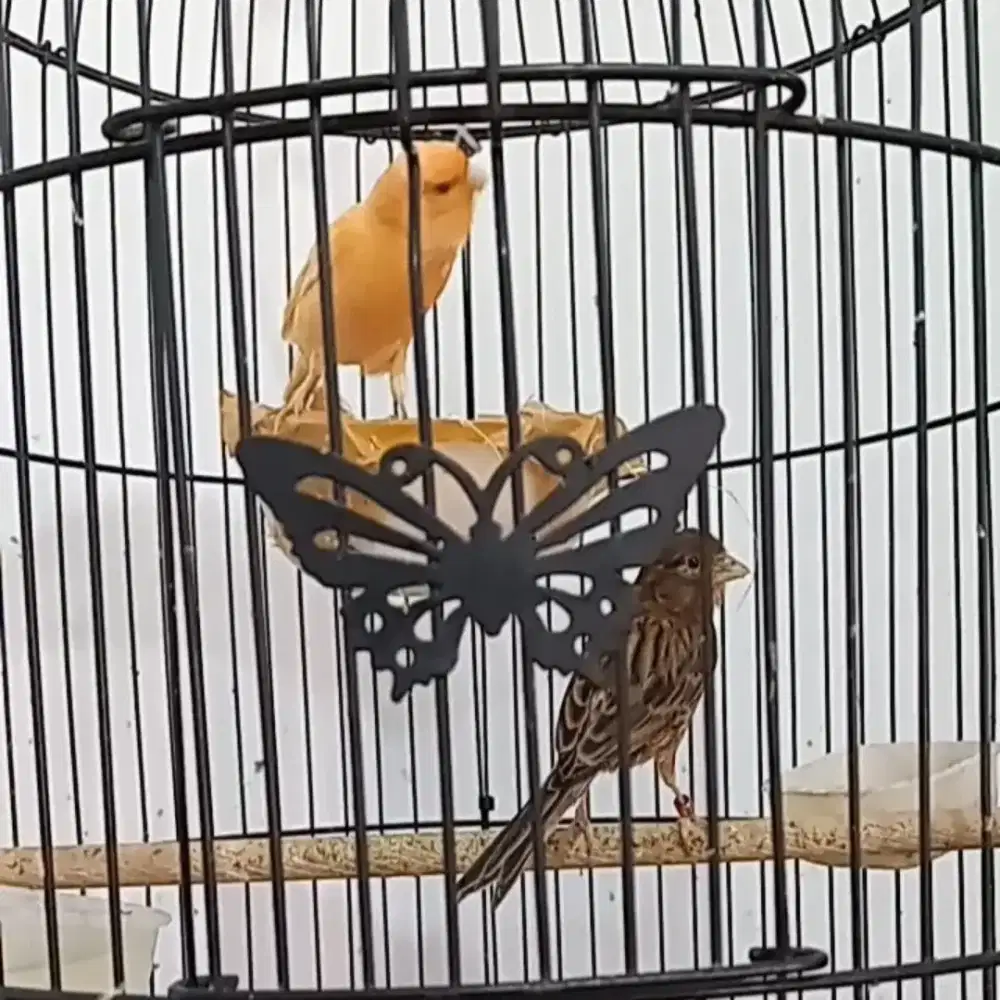 Burung Kenari Sepasang