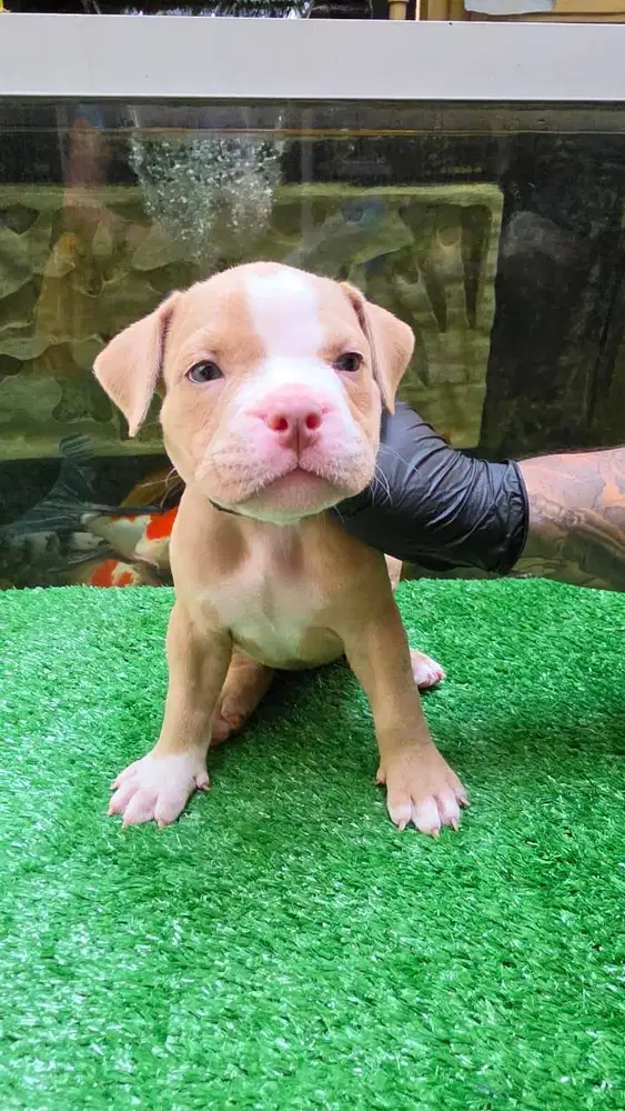Dijual Anak Anjing American Bully Puppies Pocket Betina (Cassie)