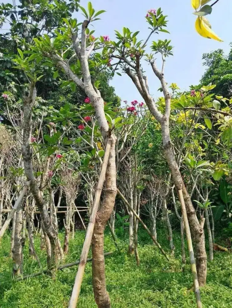 Jual tanaman kamboja