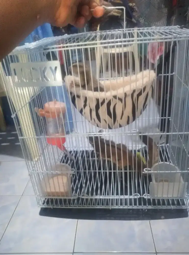 Sugar glider sepasang
