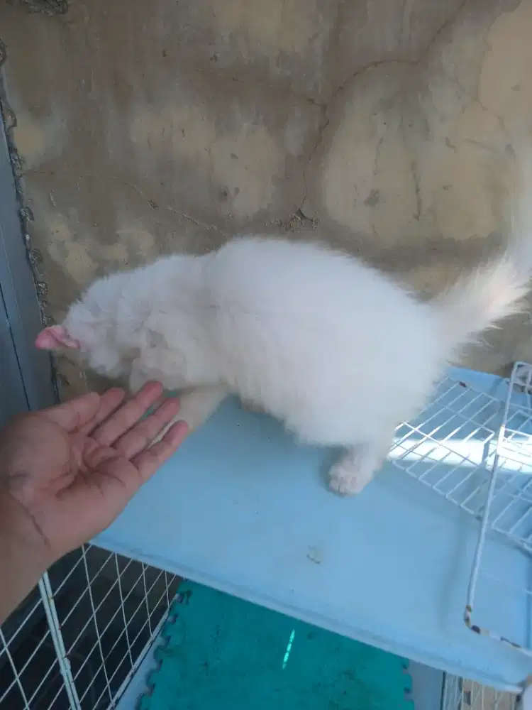 Kitten persian mixdom jantan