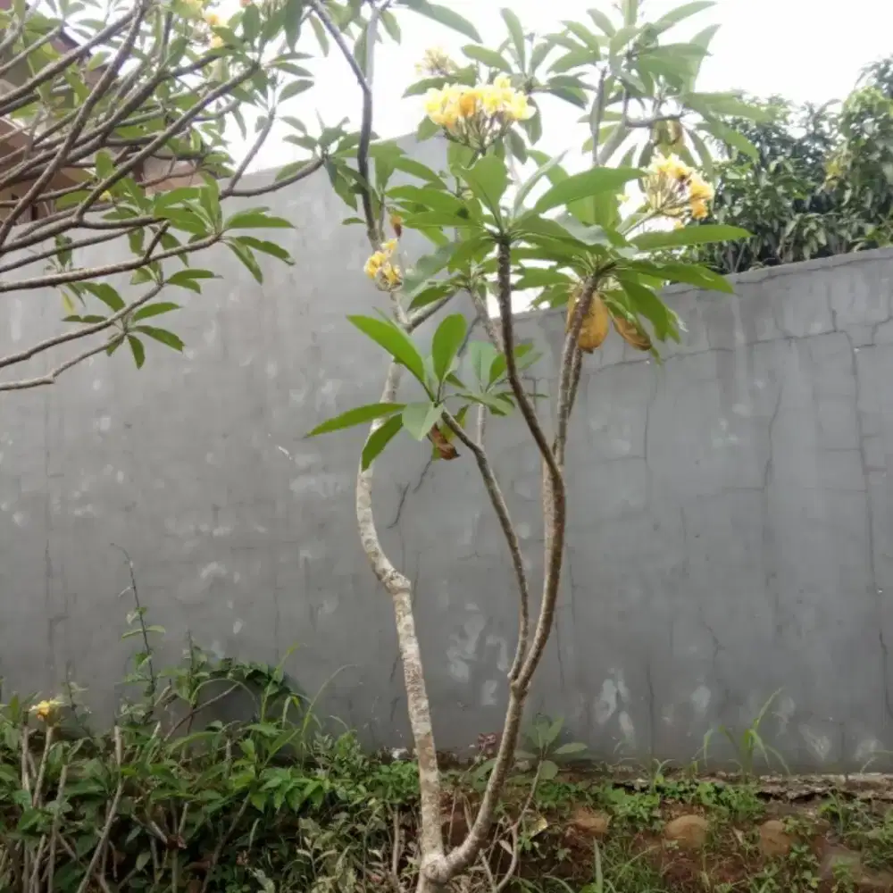 Tanaman / pohon kamboja