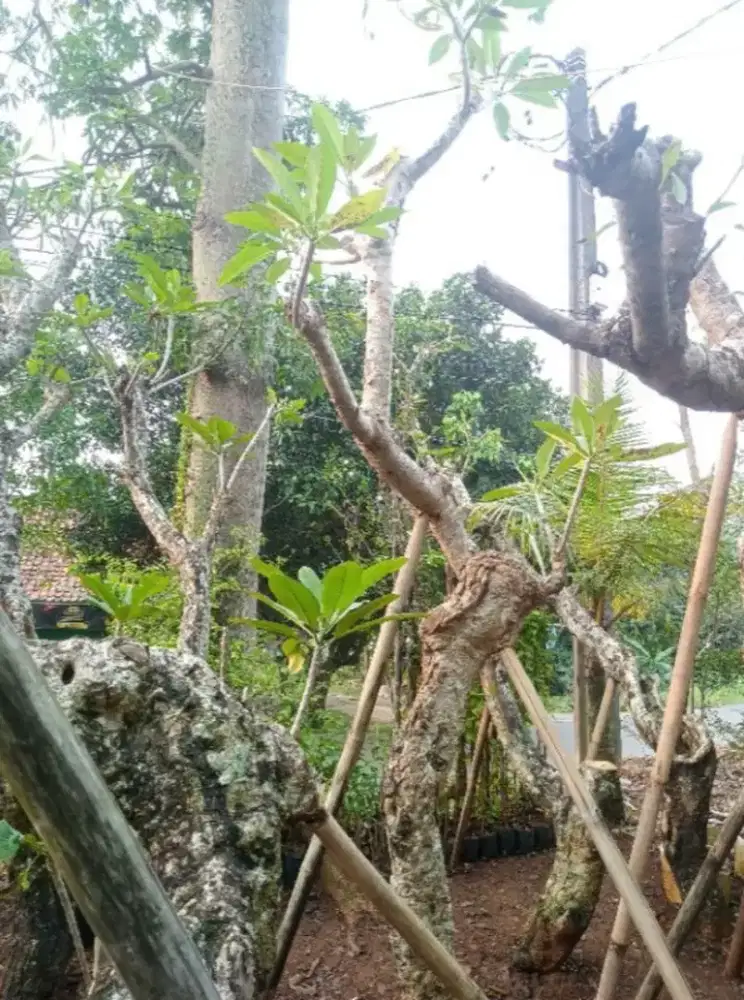 Menjual tanaman kamboja