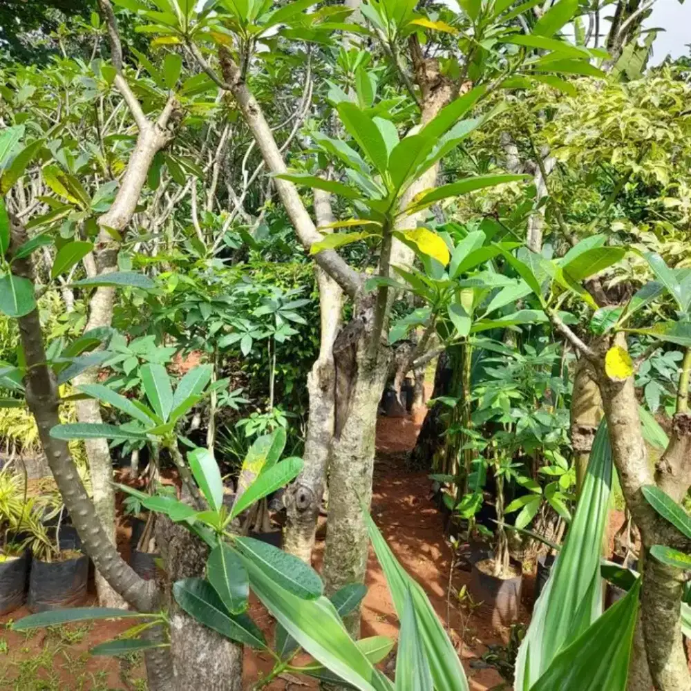 Tanaman / pohon kamboja