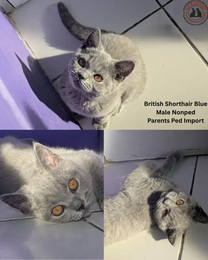 KUCING KITTEN BRITISH SHORTHAIR BLUE SOLID NONPED