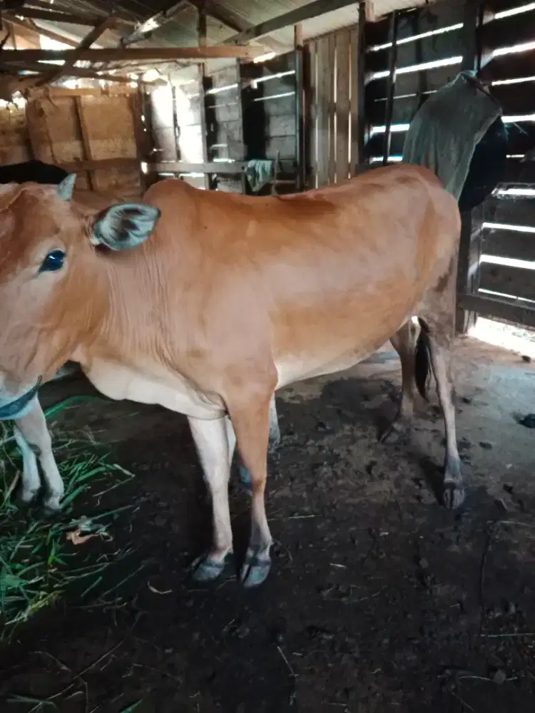 Jual sapi betina dara