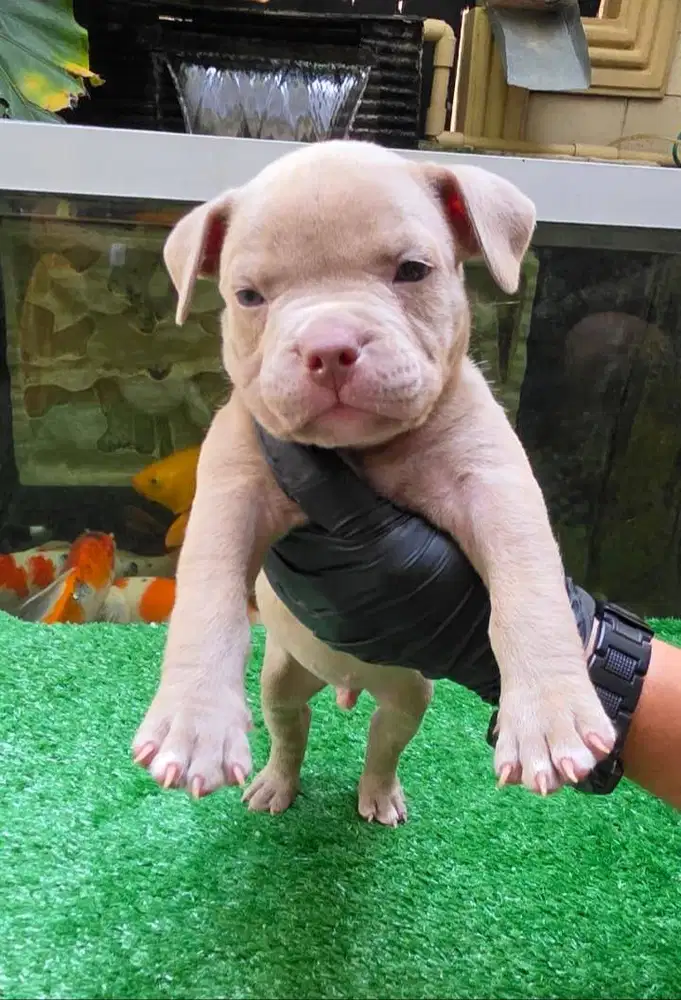 Dijual Anak Anjing American Bully Puppies Pocket Jantan (Jimbeam)