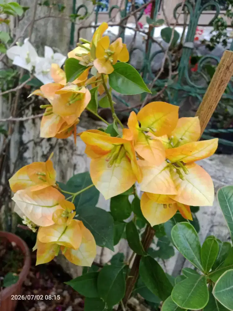 Obral: bunga Bugenvil, Aglonema, anturium dll dr 35rb- 1jt