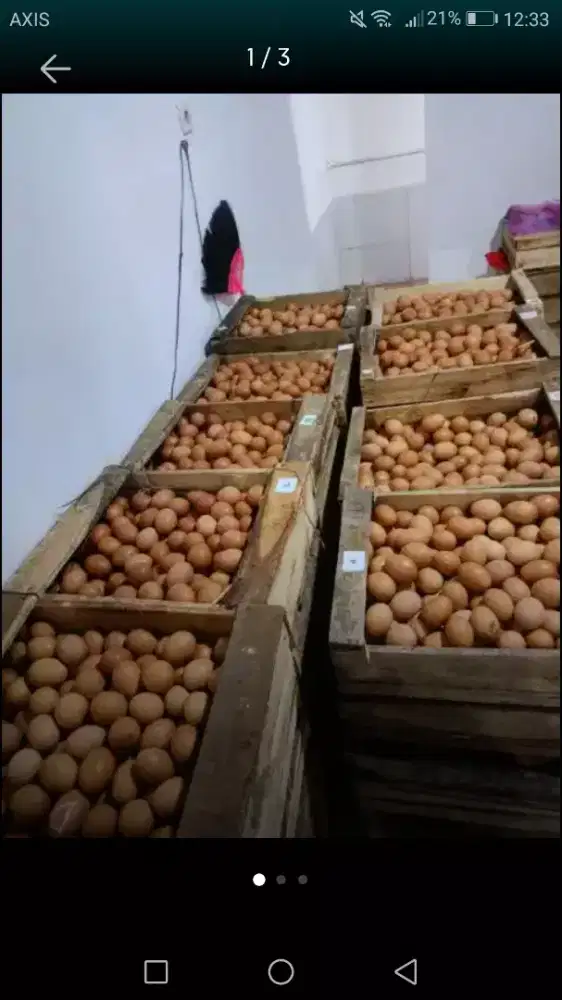 Telur horn cangkang coklat