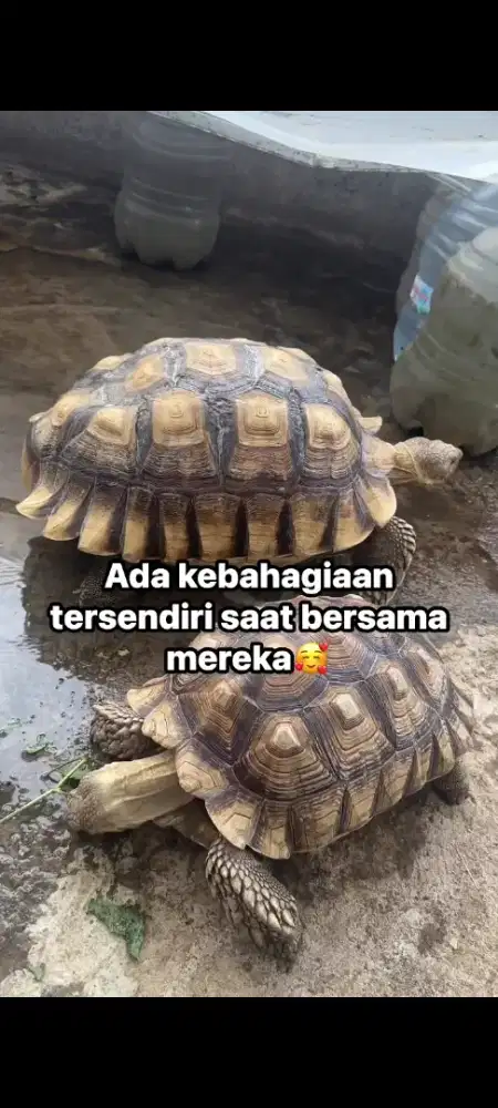Jual kura-kura Sulcata jantan 2 ekor
